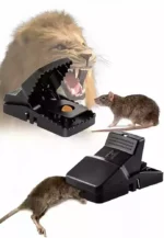 Durable Mouse Trap Pack Of 3 – Reusable Rodent Catcher For Home, Kitchen, And Office Use With Strong Spring Mechanism And Easy Setup - Image 2